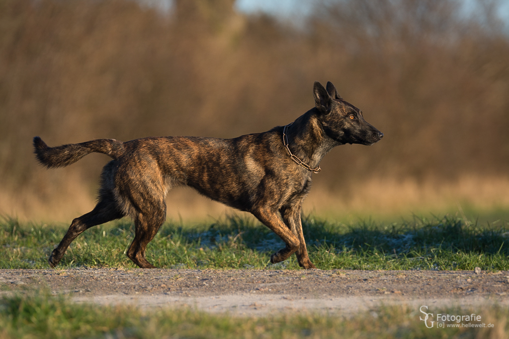 Herder - Polizei Diensthund